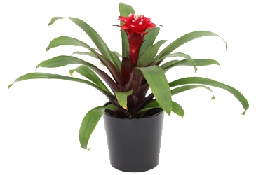 Bromeliad Matilda Variety Thumbnail.jpg